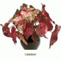 caladium