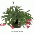 christmas cactus