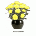 chrysanthemum