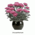 chrysanthemum purple