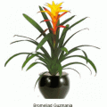 guzmania 3