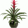 guzmania red