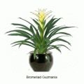 guzmania yellow