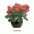 kalanchoe