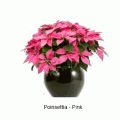 poinsettia pink