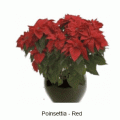 poinsettia red