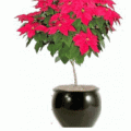 poinsettia red tree