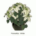 poinsettia white