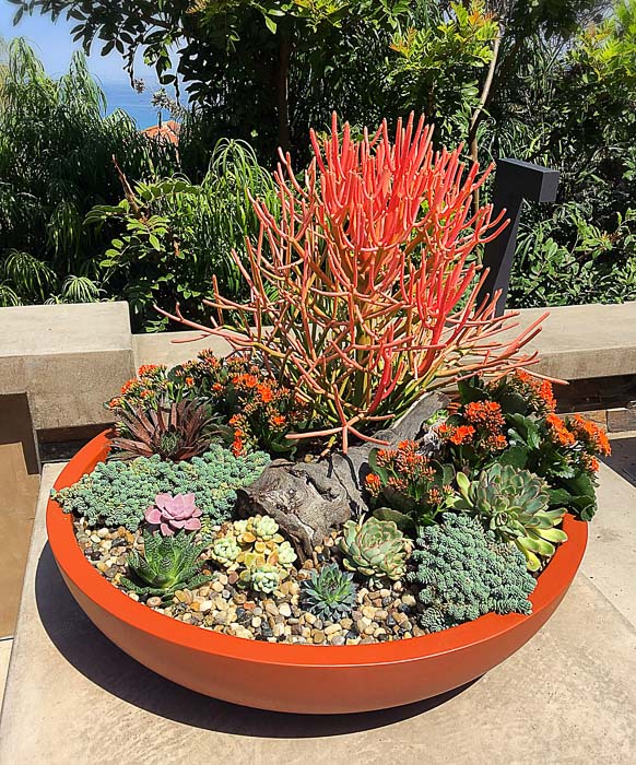 Succulent Bowls San Diego to Temecula Portfolio