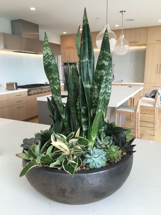 Indoor Plant Design Services San Diego to Temecula
