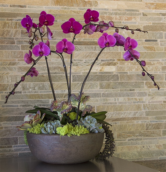 Orchid color-bowl with succulent under plantings San Diego area