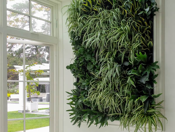 A Living Green Wall in San Diego