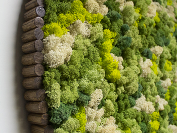 Moss Art Plant Services in San Diego